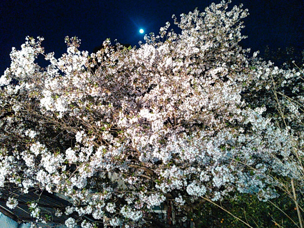 素晴らしい夜桜です。