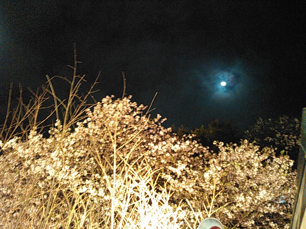 夜桜に月が綺麗です。