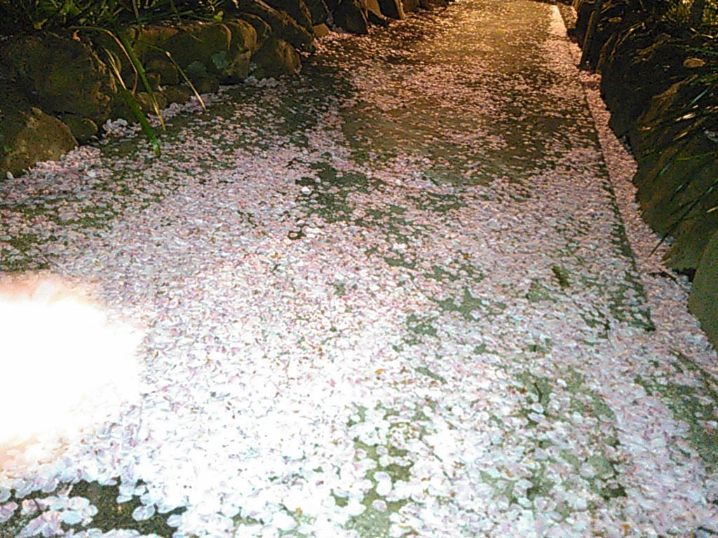桜吹雪でいっぱいの花小路