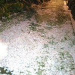 桜吹雪でいっぱいの花小路