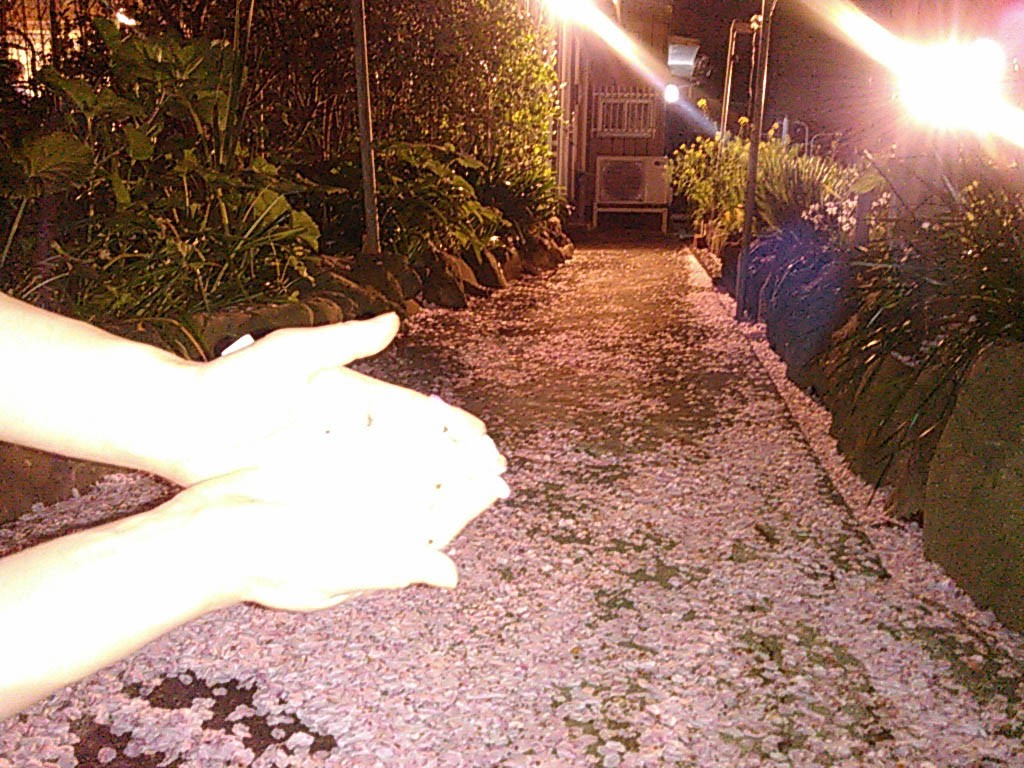桜吹雪の花小路です。