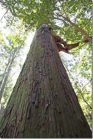 巨木は樹齢400年